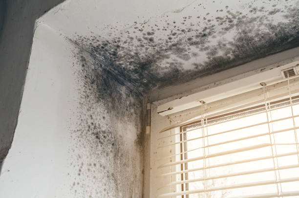 Affordable Mold Remediation solutions in Rowlett, TX