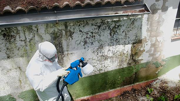 Top rated local Mold Remediation specialists in Rowlett, TX